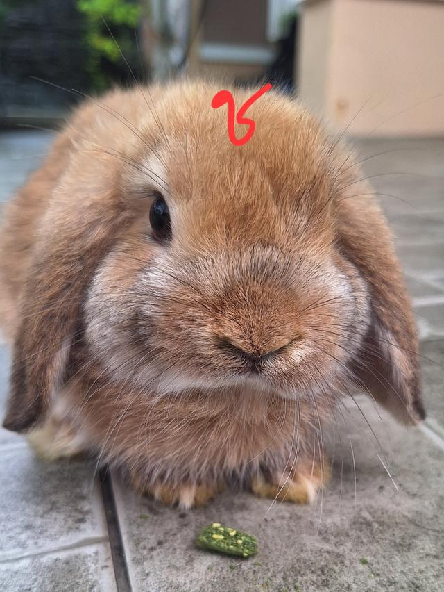 กระต่ายฮอลแลนด์ลอป (เพศผู้) รูปที่ 2