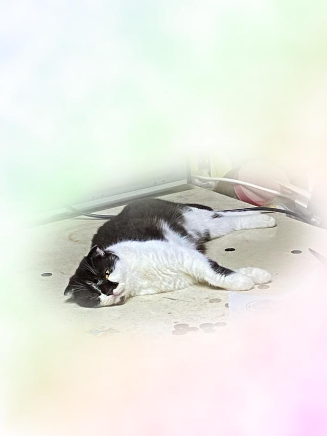 แมวพันธุ์สก็อตติช 10