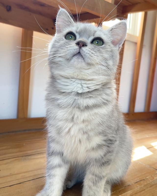 British Shorthair ใบเพ็ด WCF 7