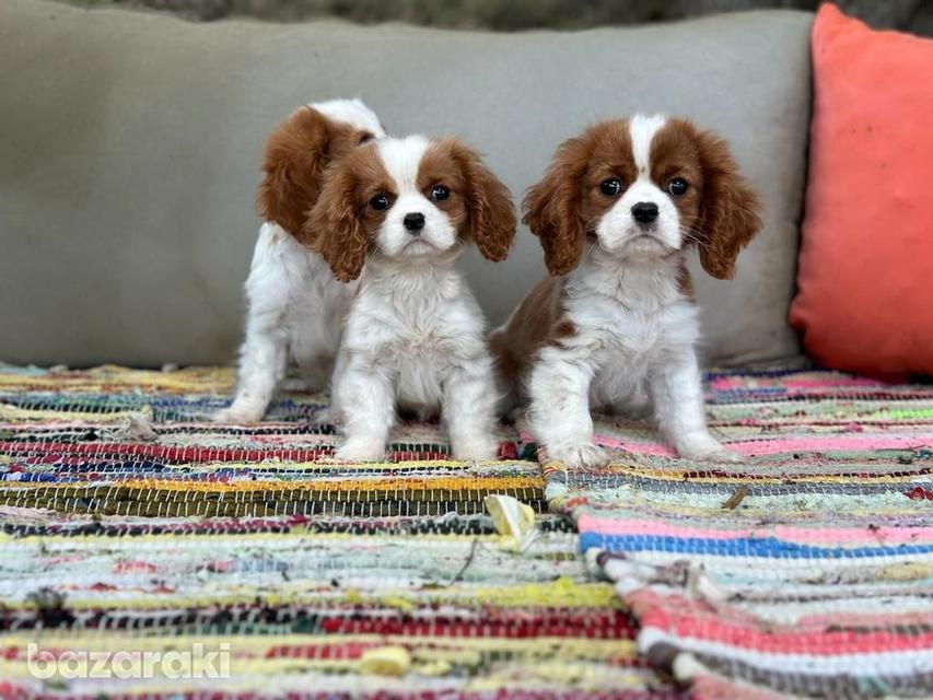 Cavalier King Charles Spaniel puppies for Sale รูปที่ 2