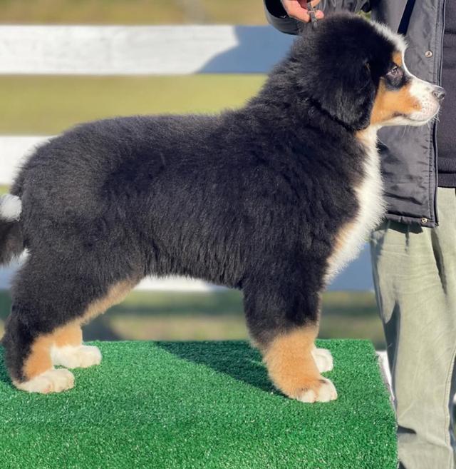 พร้อมขายน้องหมา Bernese Mountain Dog 2