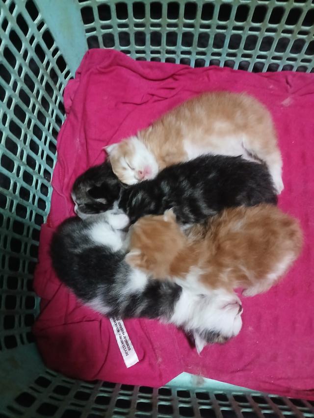 แมวเปอร์เซียแท้ๆสวยๆ 4