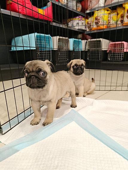 Pug Puppies WhatsApp me : +66 63 826 3042 รูปย่อยที่ 3