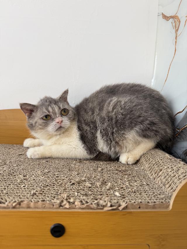 ลูกแมวพันธุ์สก๊อตติชแท้