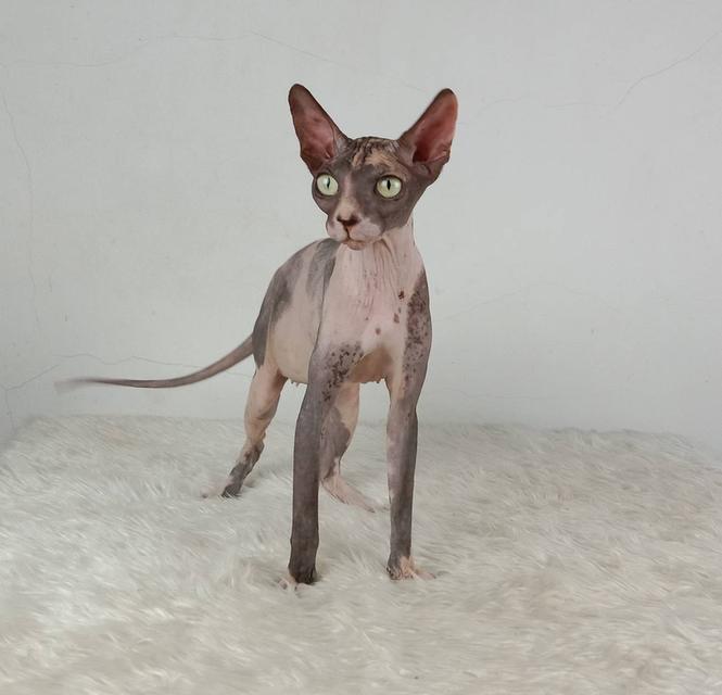 20.แมวสฟิงซ์/เพศเมีย หาบ้าน Sphynx Cat/Female looking for a new home 3