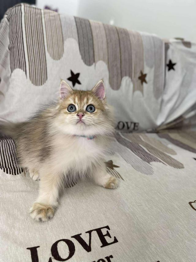 British Longhair WCF