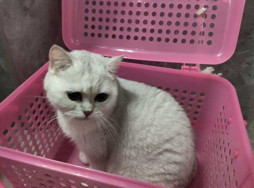 บริติช ชอร์ตแฮร์♀️อายุ2ปี  4