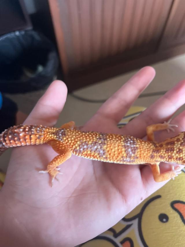 Spachel!!!   Leopard gecko + equipment