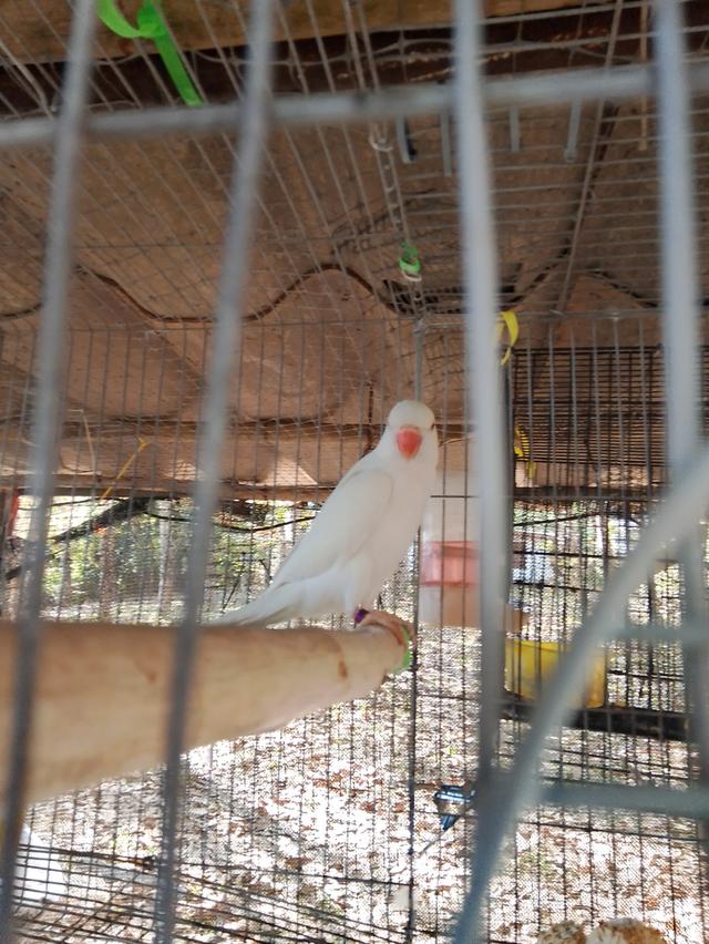 นกแก้วริงเน็คสีขาวตาแดงพร้อมใบเพศเมีย