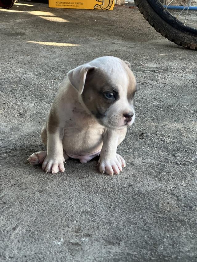 ลูกสุนัขพิทบูลแบนด๊อก