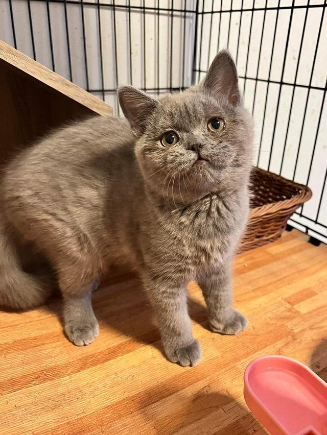 สกอตติช โฟลด์ (Scottish Fold) 3