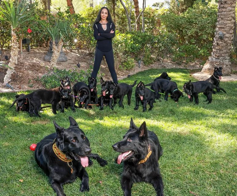 German Shepherd Puppies  WhatsApp me : +66 63 826 3042 รูปที่ 4