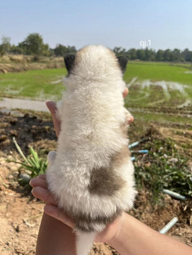 สุนัขพันธุ์บางแก้วเเท้ รูปที่ 3