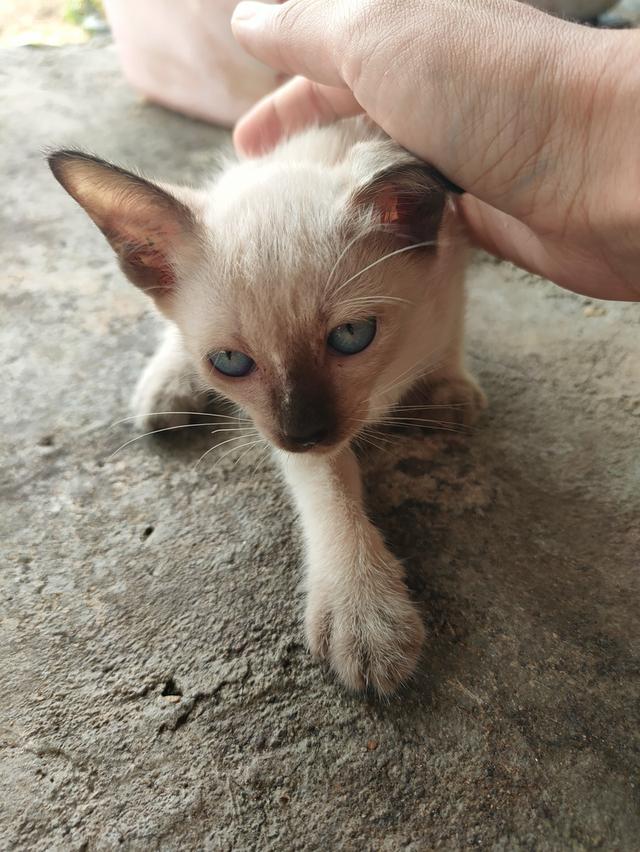 แมววิเชียรมาศ ผู้หญิง สนใจดูรูปเพิ่มเติม ทักเฟสบุ๊ค Nammon Chanwatik  ลูกค้าออกค่าส่งเองนะคะ รูปที่ 5