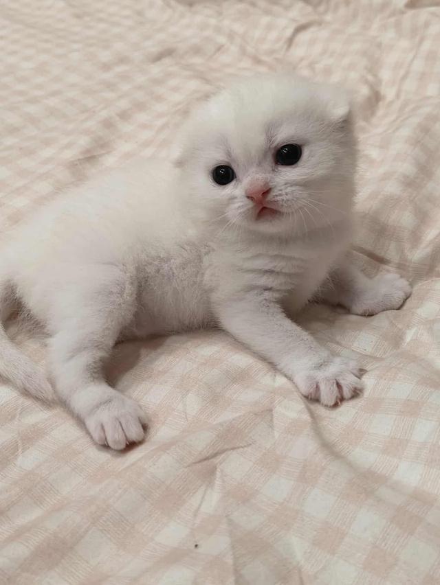 ดญ.มันซ์กิ้นผสมสก็อตติช รูปที่ 2