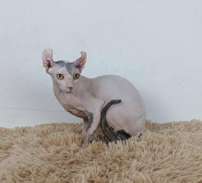 29.แมวเอลฟ์/เพศผู้ หาบ้าน Elf Cat/Male looking for a new home