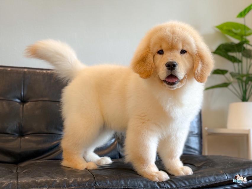 โกลเด้น นำเข้าจากประเทศจีน