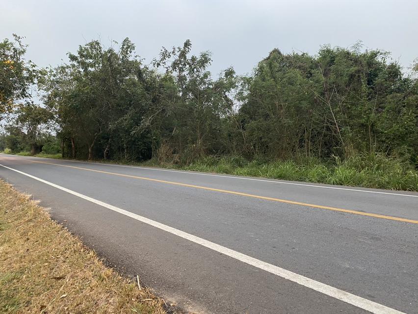 ขายที่ดิน เนื้อที่ 29 ไร่ เกาะจันทร์ จังหวัดชลบุรี 9