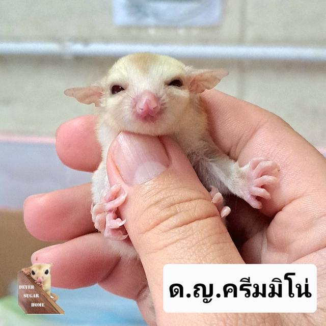 ชูการ์ไกลเดอร์ 7
