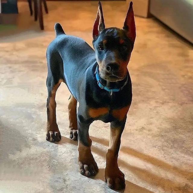 Doberman Pinscher Puppies  WhatsApp me : +66 63 826 3042