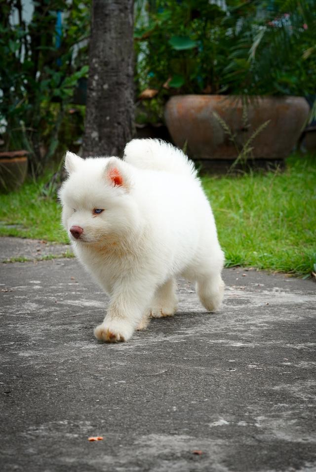 ไซบีเรียนขาว Pure white husky 2