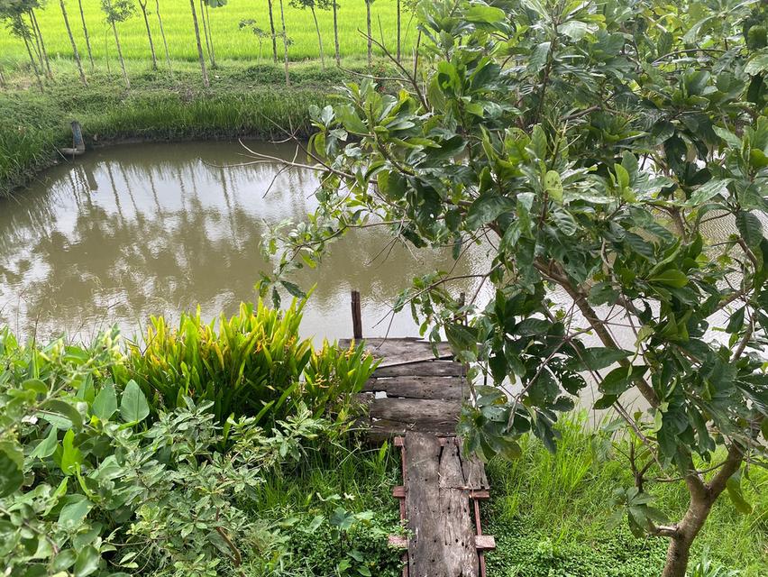 ขายที่ดินพร้อมบ้านในสวนสวย มิตรไมตรี 6 หนองจอก บ่อเลี้ยงปลา เลี้ยงไก่ ต้นไม้ป่านานาชนิด 8