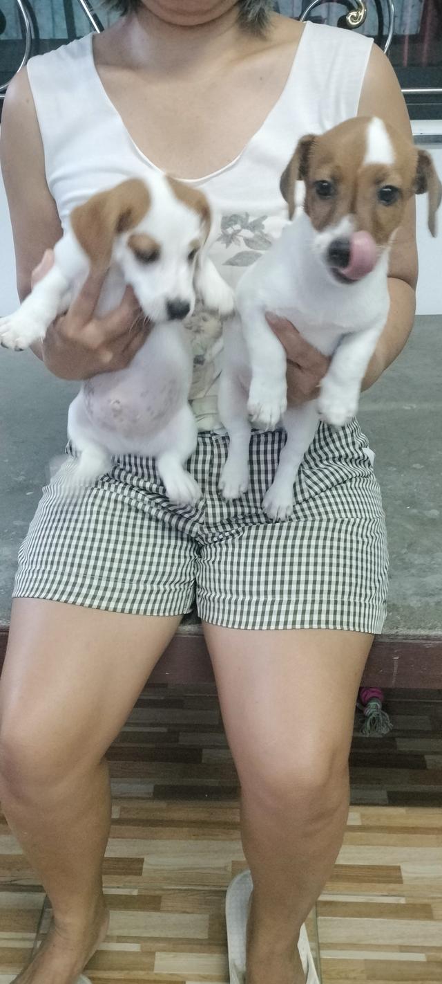 Beautiful Jack Russell Terrier puppies รูปที่ 5
