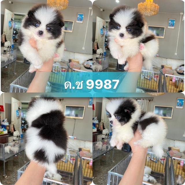 ลูกปอมแท้ มีหลายตัวให้เลือก มาดูตัวจริงได้