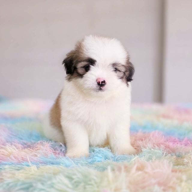 ชิสุผสมปอม เพศผู้ พิกัดรามอินทรา 10