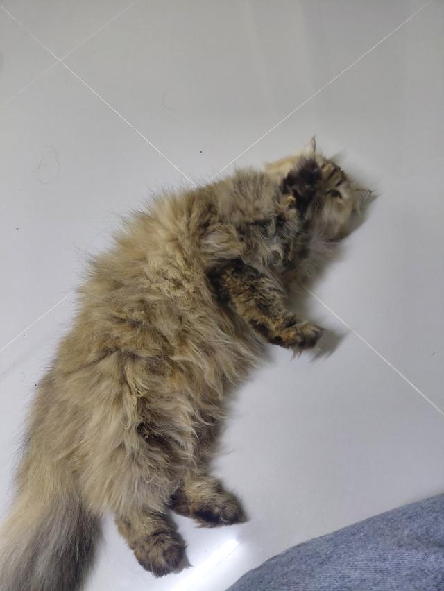 แมวเปอร์เซียแท้ไม่มีผสม 4