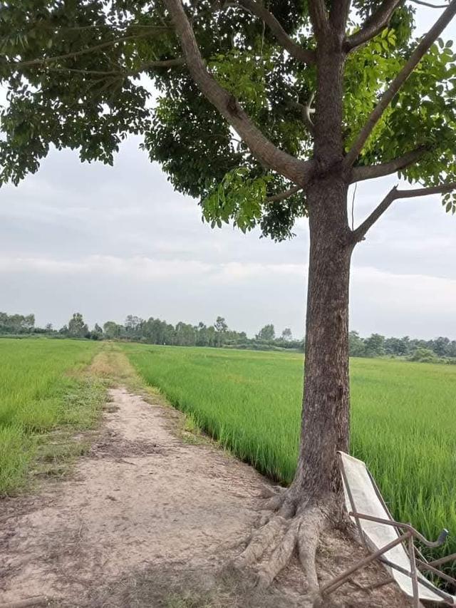 ที่ดินเกษตรกร ที่นา ที่ดิน อสังหาริมทรัพย์ 9