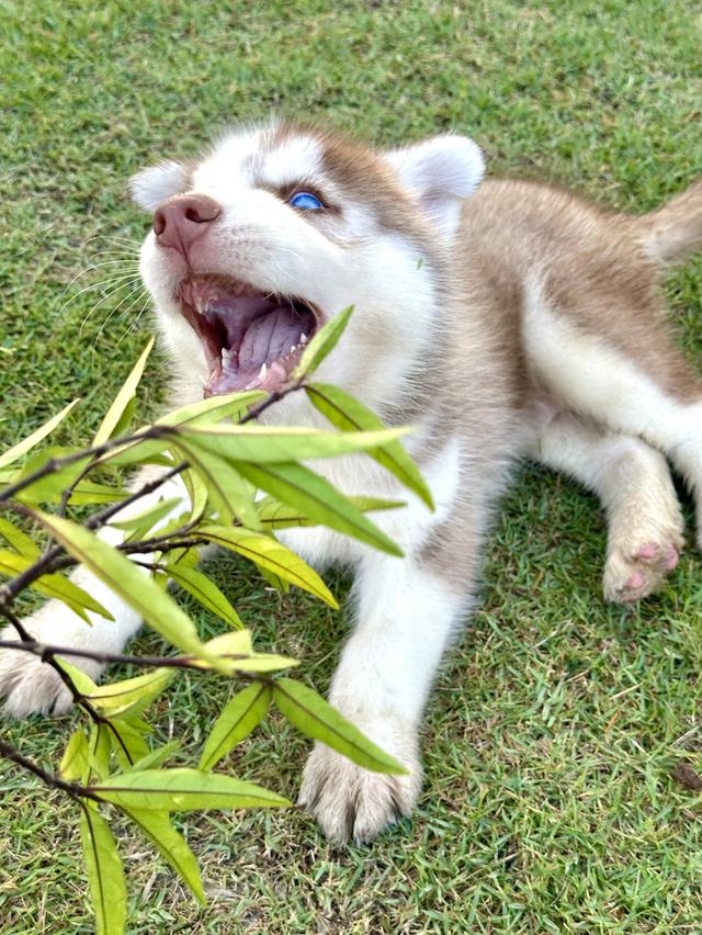 ไซบีเรียน แท้💯 เพศผู้ ตาฟ้าคู่ อายุ 50 วัน 8