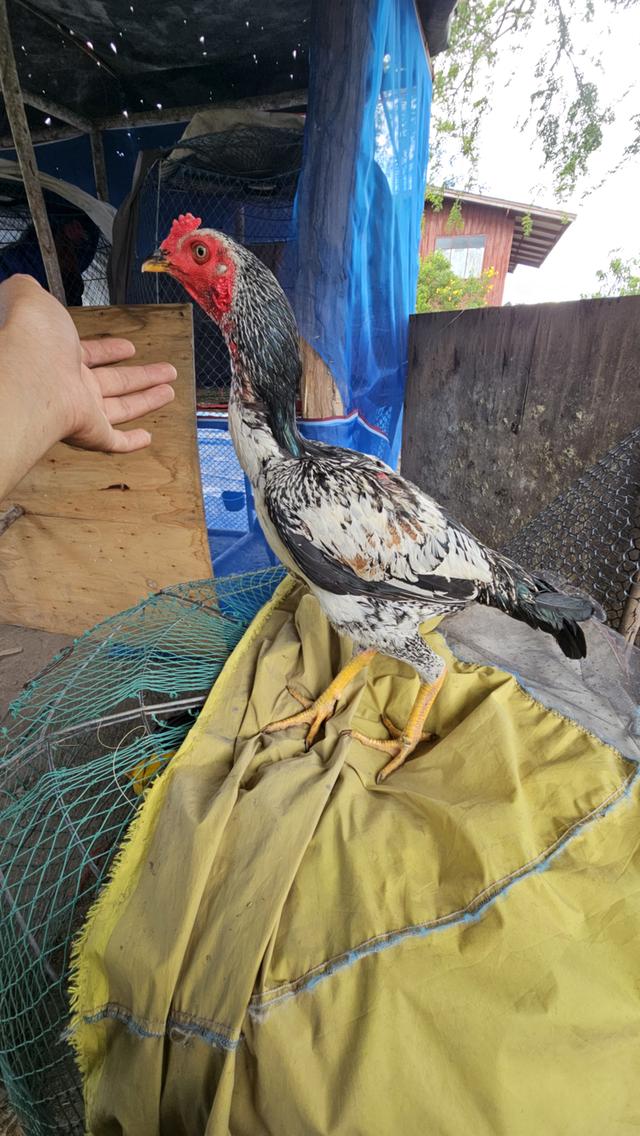 ไก่ชนพม่าลอยเล็ก อายุเดือน