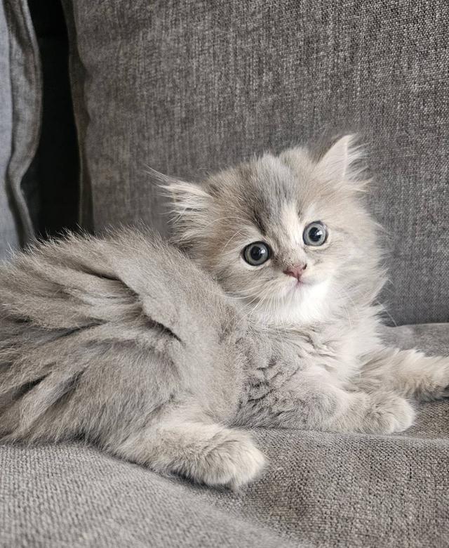 สก็อตติชโฟลด์ น้องฟุฟุ