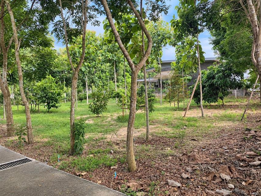 ขายที่ดินพร้อมบ้านสวน ทำเลธรรมชาติ มีบ่อปลาและระบบน้ำพร้อมใช้ 7