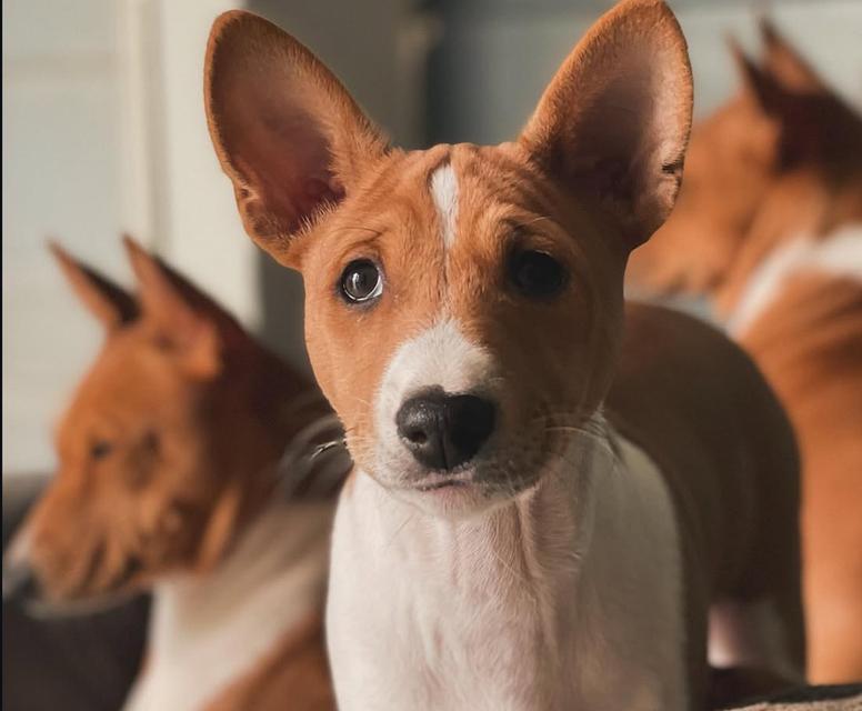 ขายสุนัข Basenji คอกนี้น่ารักทุกตัว 2