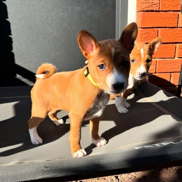 Basenji puppies for sale