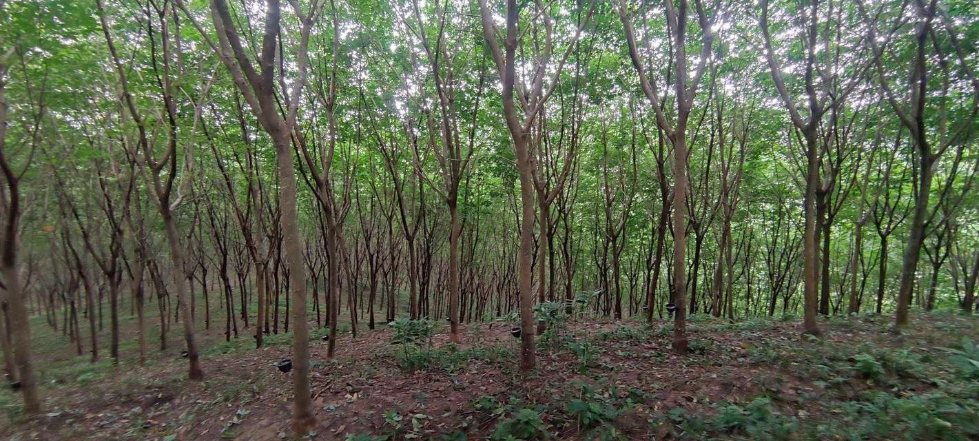 ขายที่ดินบนภูเขา 51 ไร่ วิวทะเล ใกล้หาดบางสัก พังงา 6