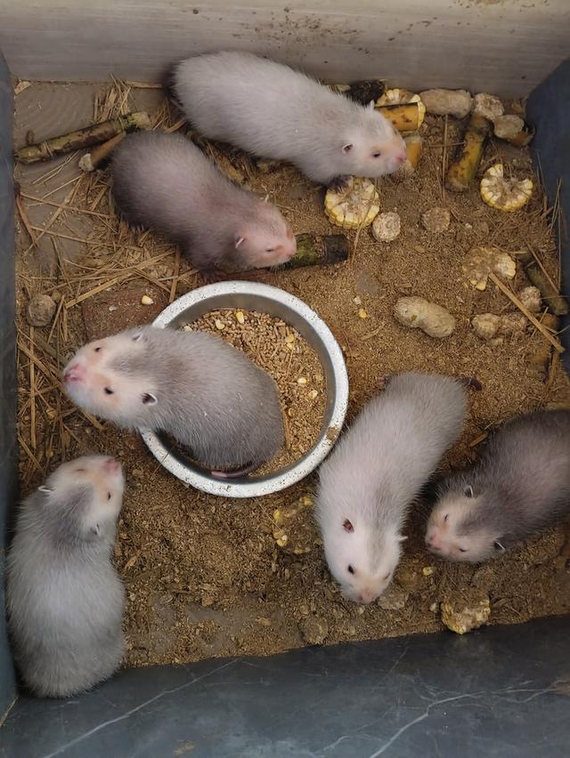 ลูกอ้นใหญ่น้ำหนัก8ขีดอายุ2เดือน รูปที่ 2