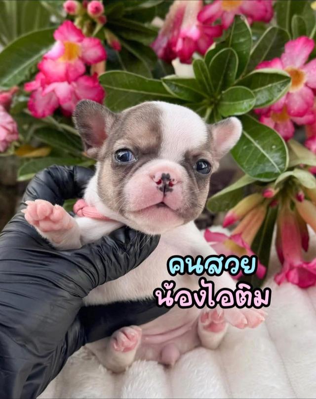 เฟรนช๋บลูด็อกแท้ เริ่ม7900