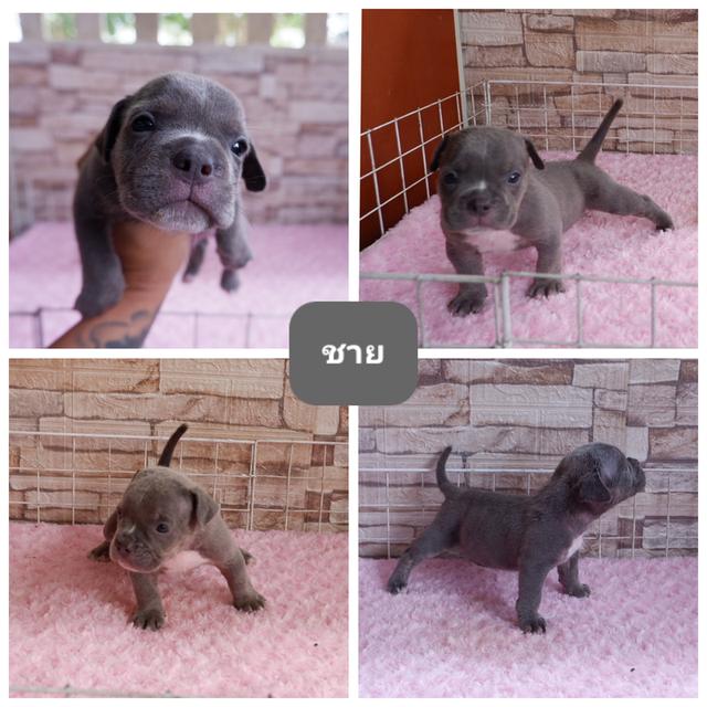 ลูกหมาบูลลี่ 5