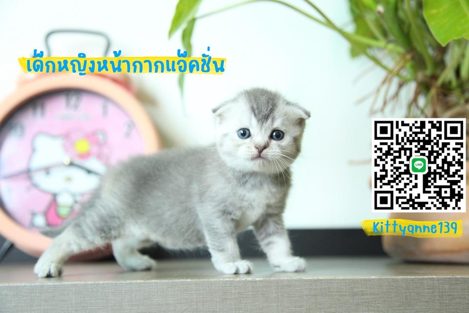 แมวสก็อตติชบริติชแท้ 6