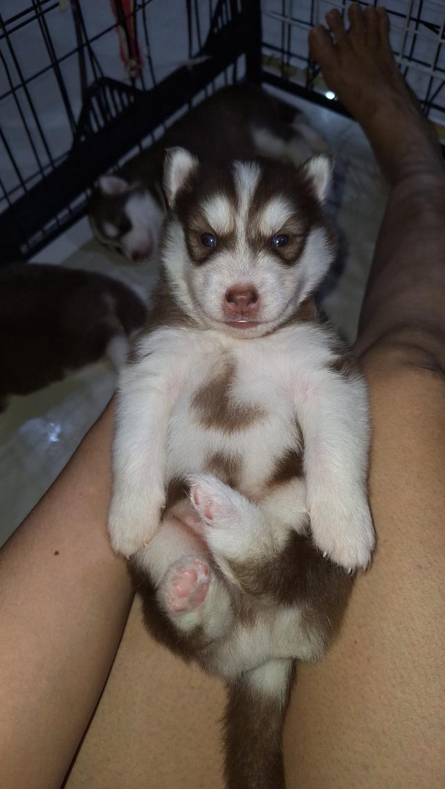 ไซบีเรียน 18