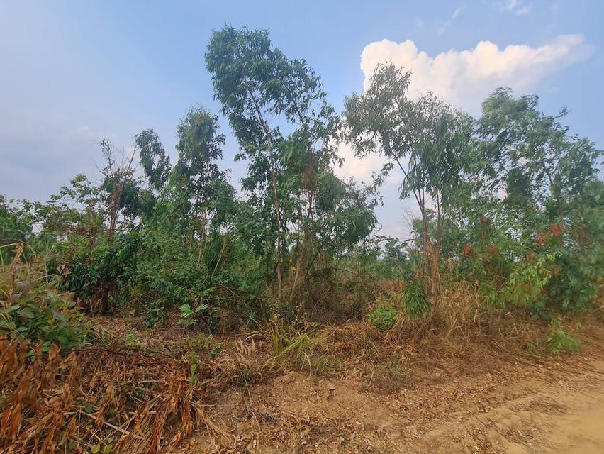 ขายที่ดิน โฉนดราคาถูก บ้านหนองหมี ตำบลป่าหวาย อำเภอสวนผึ้ง จังหวัดราชบุรี    เนื้อที่ 19 ไร่  ราคาไร่ละ 140,000 บาท 3