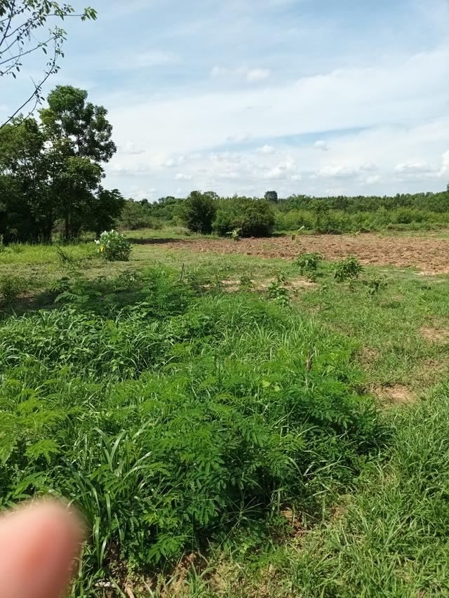 ขายที่ดินเขาหินซ้อน อำเภอพนมสารคาม ฉะเชิงเทรา 5