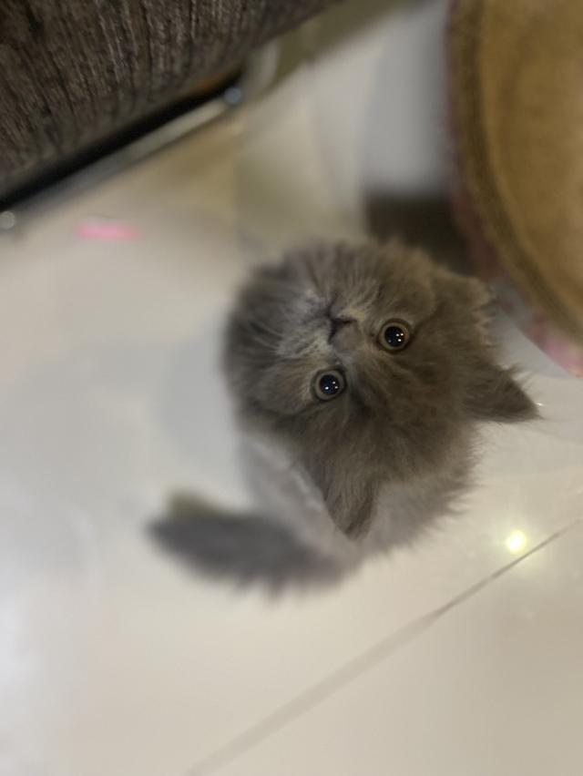 แมวสีไลแลค-ทั้งตัว (Lilac cat) 2