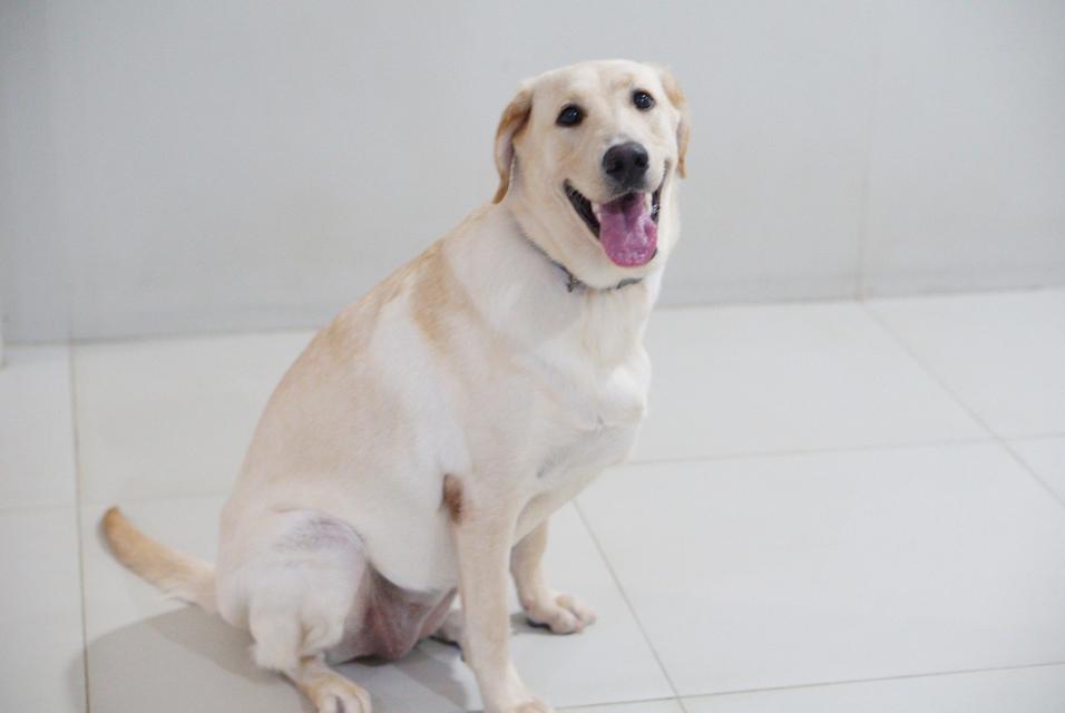 น้องแฮปปี้ พันธุ์ลาบาดอว์1ปี