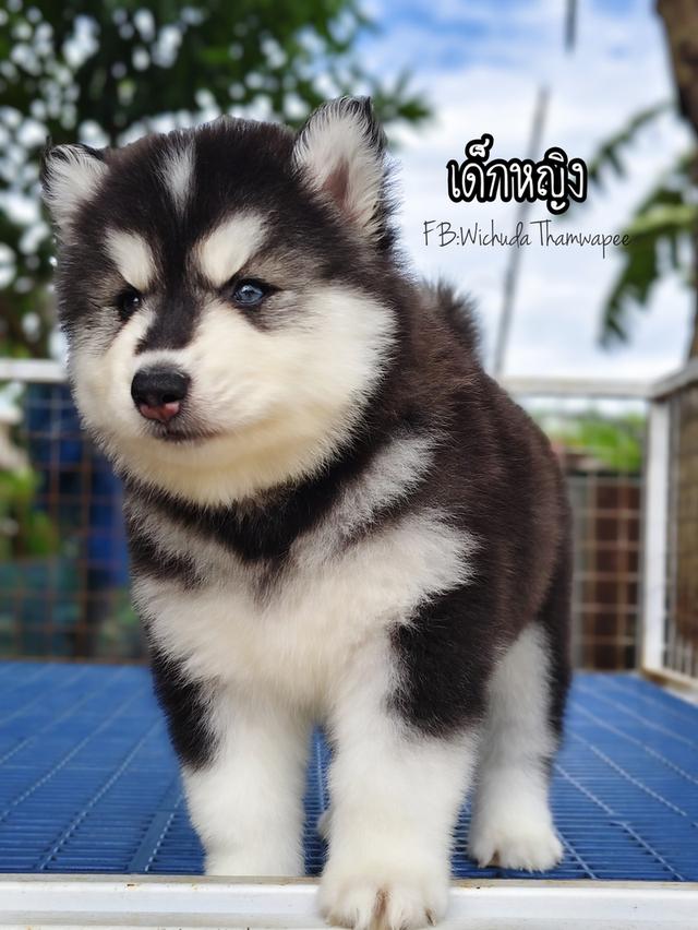 ไซบีเรียนวูลลี่โค้ด ขนยาว ฟอร์มหมี รูปที่ 5
