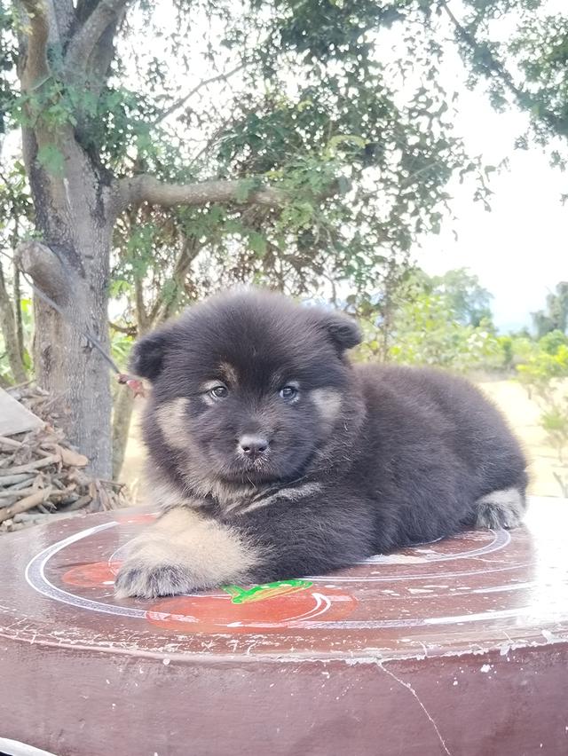 เชาเชา ผสม ไซบีเรียน 2