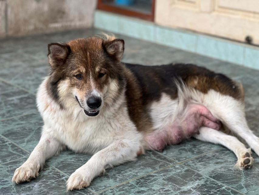 บางแก้วแท้ พ่อแม่สายประกวด เชื้อดี รู้ความสุดๆ #พร้อมใบเพ็ดชมรมบางแก้วประเทศไทย TBC สนใจทักได้ครับ